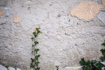 Naklejka premium old wall surface with crumbling plaster. Grunge cement background. The dilapidated facade of the house with damaged plaster. Abstract copy space. Green ivy leaves on gray dirty cement surface