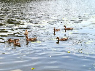 ducks on the water
