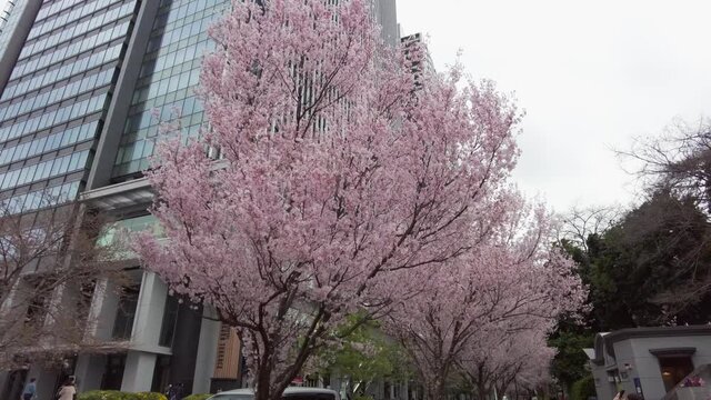 東京都千代田区五番町の市ヶ谷駅周辺に咲く桜