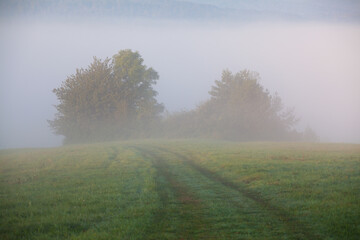Obraz na płótnie Canvas polna droga we mgle 