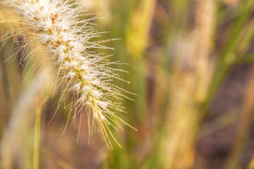 Obraz premium close up of grass