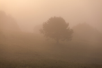 lonely tree in the morning fog