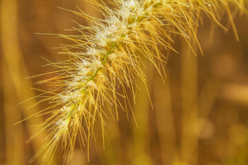 Obraz premium Grass flowers 