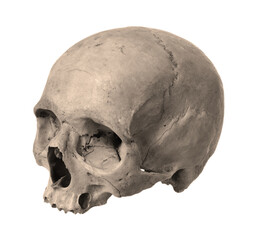 Human skull on a white background.