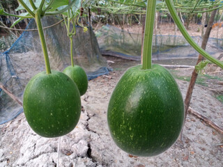 Hanging calabash or bottle gourd vegetables