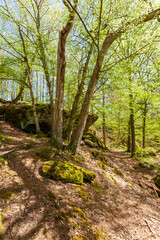 Felsenlabyrinth unterhalb der Ruine der Nordburg Lichtenstein in Lichtenstein, Naturpark Haßberge, Landkreis Hassberge, Unterfranken, Franken, Bayern, Deutschland