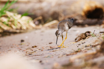 A log legged shorebird foraging on a sandy beach 