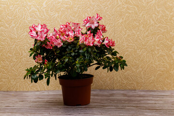 Blooming pink azalea in flower pot on a table