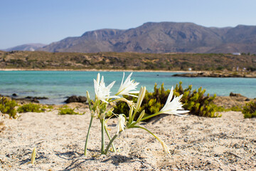 Sea daffodil on the sandy beach of Elafonisi against the background of the blue bay, Crete island, Greece
