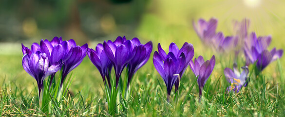 Crocus (plural: crocuses or croci) is a genus of flowering plants in the iris family. Flowers...