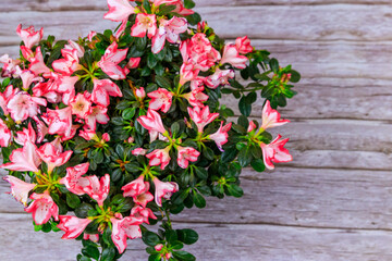 Fototapeta na wymiar Blooming pink azalea on wooden background. Top view