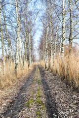 WROCLAW, POLAND - FEBRUARY 22, 2021: Dirt road among the trees. The Milicz Ponds (Polish: Stawy...