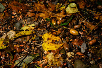 Fallen acorn on leaves after rain.