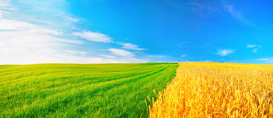 Natural landscape with green grass, field of Golden ripe wheat and blue sky with horizon line....