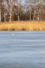 WROCLAW, POLAND - FEBRUARY 22, 2021: Frozen lake landscape with birds. The Milicz Ponds (Polish:...