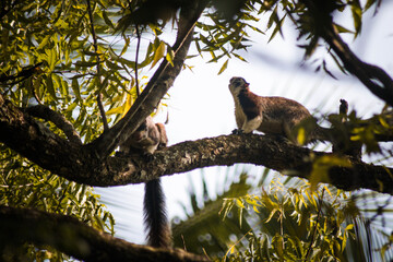 squirrel on tree