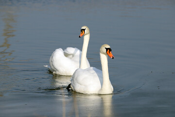 WROCLAW, POLAND - FEBRUARY 22, 2021: Two Mute Swans on a frozen lake. The Milicz Ponds (Polish: Stawy Milickie). Nature Reserve in Barycz Valley Landscape Park, Poland, Europe. - obrazy, fototapety, plakaty