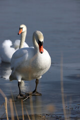 WROCLAW, POLAND - FEBRUARY 22, 2021: Mute swan on a frozen lake. The Milicz Ponds (Polish: Stawy...