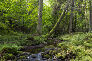 Mountain river flowing through the green forest. Stream in wood.