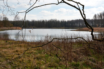 Nature in Oostvaardersplassen, a nature reserve in the Netherlands. 