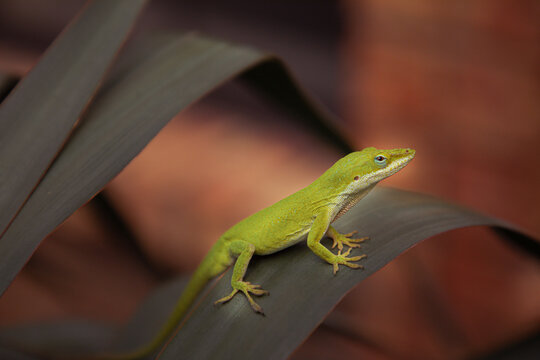 Texas / American Green Anole