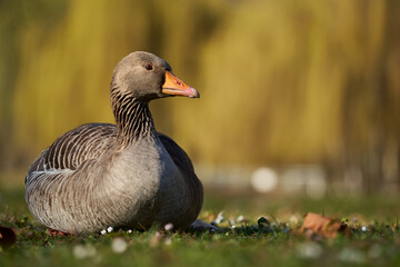 Fat gray goose ( Graugans, anser anser )sitting on green meadow with small white flowers and some brown foliage. yellow background of a blooming weeping willow in spring.