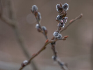 easter catkins  © Kamil