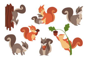Squirrel. Cartoon wild furry animals playing with nuts and acorns, climbing on tree or holding mushrooms. Gray and orange forest dwellers. Vector adorable rodents set with fluffy tails
