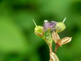 The exotic macro photo of beautiful flower
