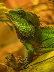 green lizard