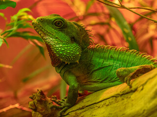 green lizard  © Kamil