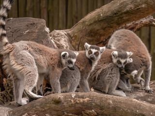 lemurs gang
