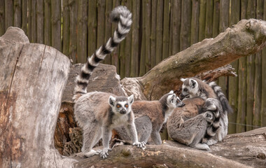 lemurs gang
