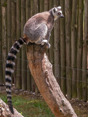 lemur sits on a branch