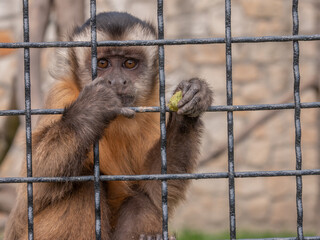 imprisoned monkey at zoo - obrazy, fototapety, plakaty