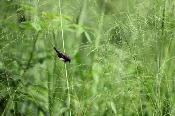tiny bird on the grass 