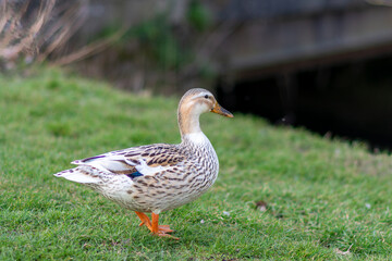 Canard