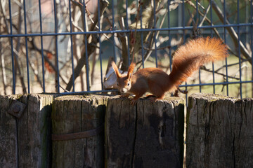 One squirrel ( Sciurus ) lurks on brown wooden fence in front of a steel grille. Side view. Animal in the Park.