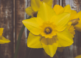 easter lillies