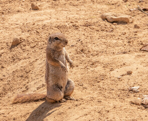 watching meerkat