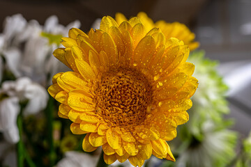 Shot of yellow Chrysanthemum flower with water droplets. Close-up. Blurry background.