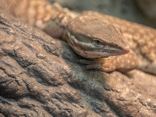 lizard trying to hide