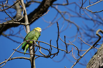 Amazona oratrix ( Gelbkopfamazone ). Parrot bird sitting on a branch in a tree. Plumage is yellow and green. Blue sky. Up view. Animal in the Park.