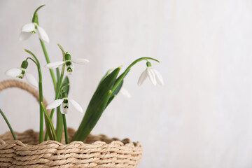 Beautiful snowdrops in wicker basket against light grey background, closeup