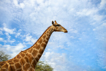 Wild african life. A large common South African giraffe on the summer blue sky.