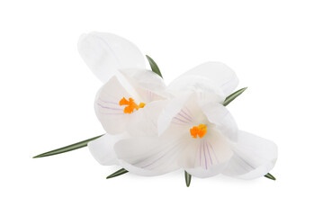 Fototapeta na wymiar Beautiful fresh crocus flowers on white background