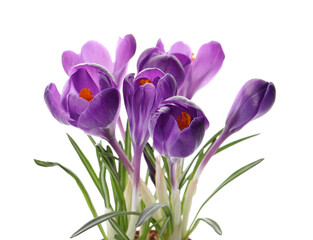 Beautiful purple crocus flowers on white background