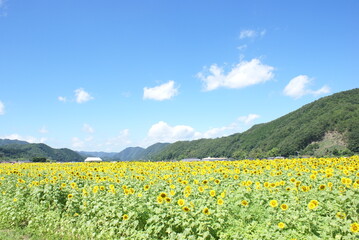 Obraz premium field of dandelions