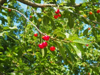 ripe red cherries on a cherry tree in summer in Hungary