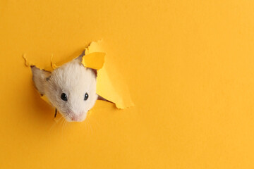 Cute little hamster looking out of hole in yellow paper. Space for text